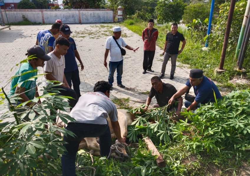 Pemotongan Perdana Sapi Qurban di PWI Pelalawan Berjalan Lancar