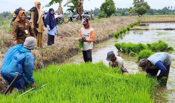 Petani di Siak Tersenyum, Harga Gabah Capai Rp6.700 per Kg
