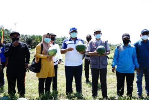 Panen Semangka Dapat Rp210 Juta per Hektar,  Bupati Alfedri Ajak Masyarakat Produktif saat Pandemi 