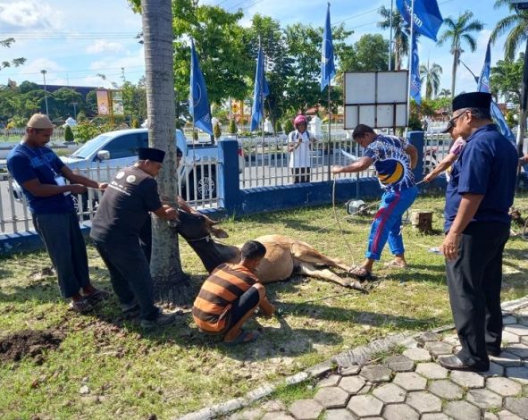 Kurban dari Kader, Nasdem Riau Sembelih Tiga Sapi dan Satu Kambing