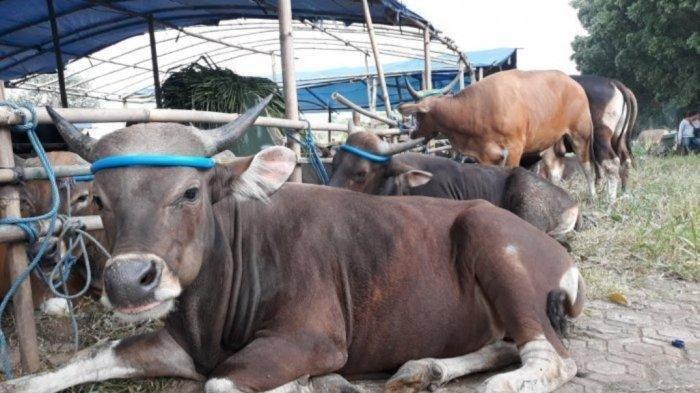 Pemko Pekanbaru Surati Seluruh OPD jadi Peserta Kurban