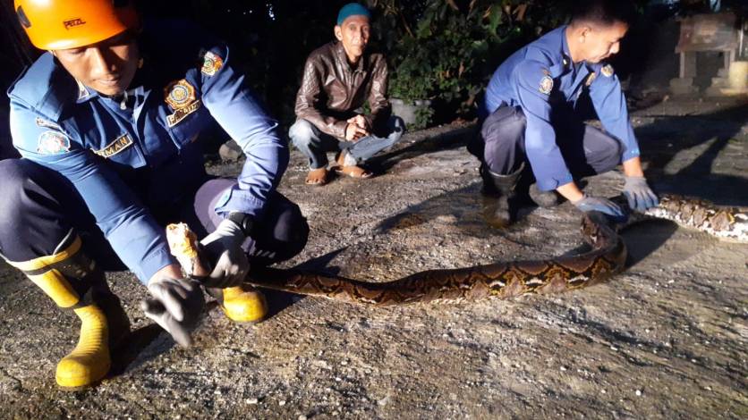 Enam Personil Damkar Pekanbaru Evakuasi Ular Sepanjang 4 Meter