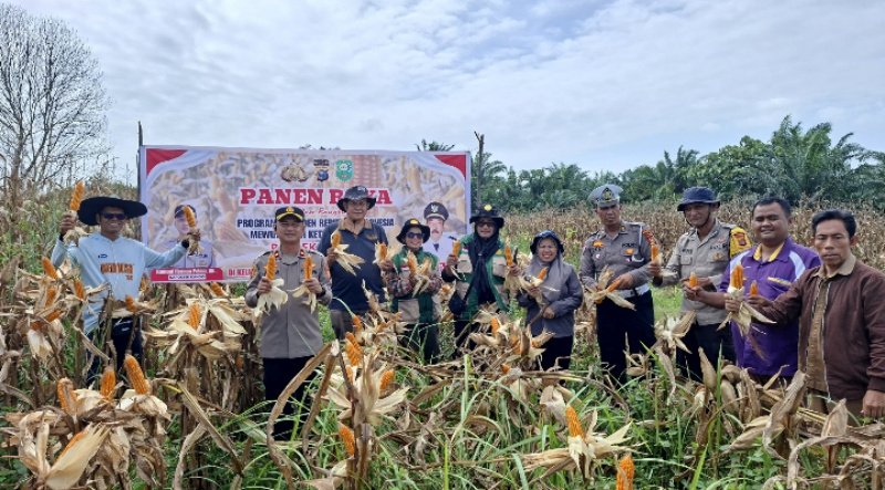 Sinergi Polri dan Masyarakat, Polsek Kandis Panen 2 Ton Jagung Wujud Dukungan Ketahanan Pangan