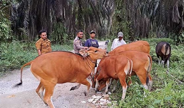 Jelang Idul Adha 1443 H, Stok Sapi di Kabupaten Siak Aman dan Bebas dari PMK
