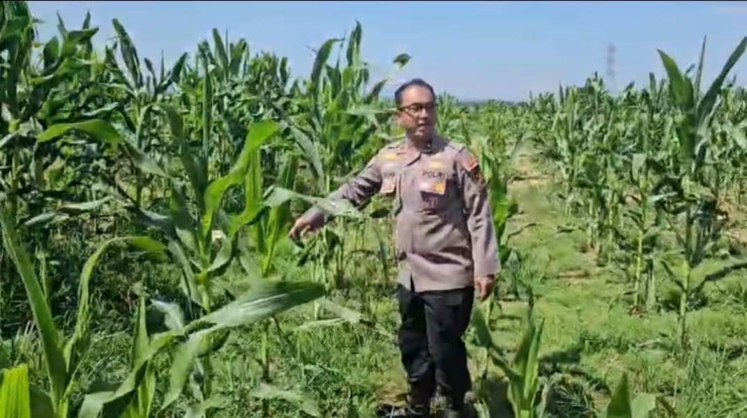 Pastikan Pertumbuhan Tanaman Maksimal, Kapolsek Tualang Cek Jagung Pipil di Lahan PT SIR