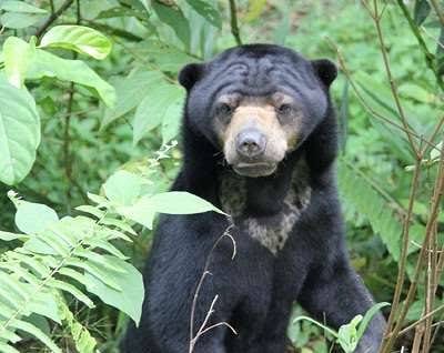 2 Ekor Beruang Madu Masuk Perkebuban Warga, BKSDA Riau Berusaha Giring ke TWA Sungai Dumai