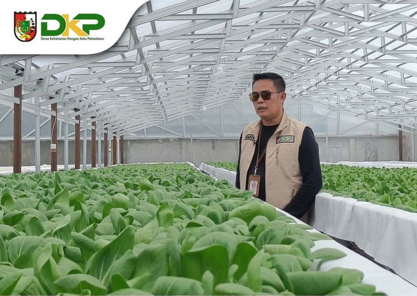 Produksi 600 Paket Sayuran Sehari Kadis Ketahanan Pangan Tinjau Pertanian Hidroponik Kandis Green Farm
