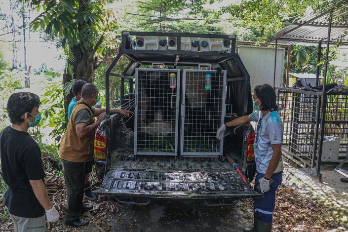 BBKSDA Riau Relokasi Empat Siamang ke Sumatera Selatan