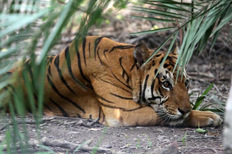 Penelusuran BBKSDA Riau, Petani di Duri Tewas Diserang Dua Harimau