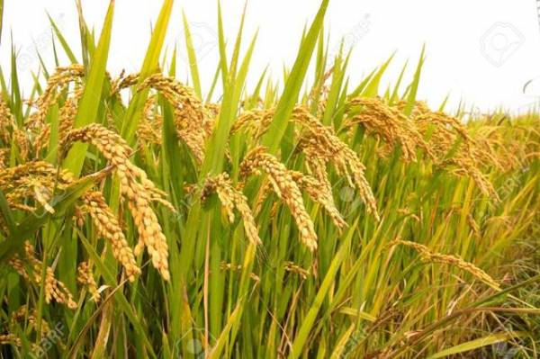 Ini Upaya Pemprov Riau Dalam Mencukupi Kebutuhan Konsumsi Beras Masyarakat