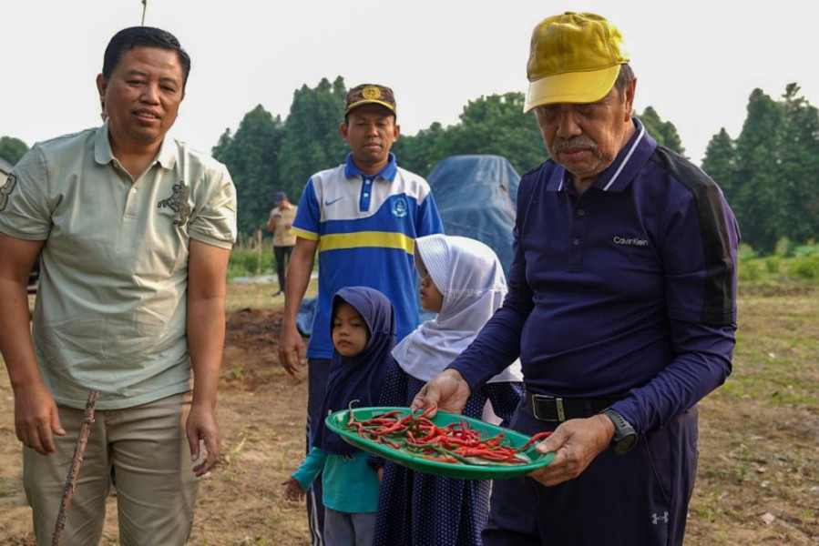 Gubri Syamsuar Panen Cabai dan Ubi Bersama Kelompok Tani Goro SAE