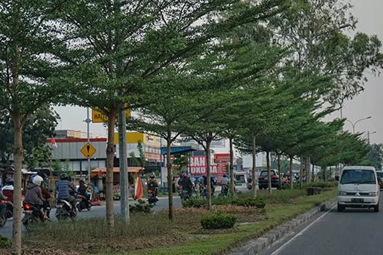 Jaga Kelestarian Lingkungan, DLHK Pekanbaru Komitmen Dalam Program Penghijauan