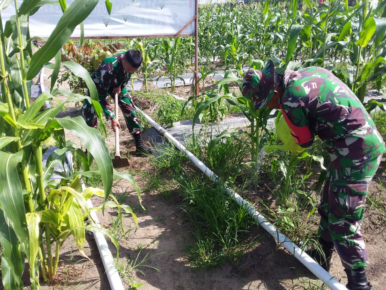 Wujud Dukung Ketahanan Pangan,  Babinsa Turun Langsung Ikut Mencangkul   ke Lahan Pertanian Warga 