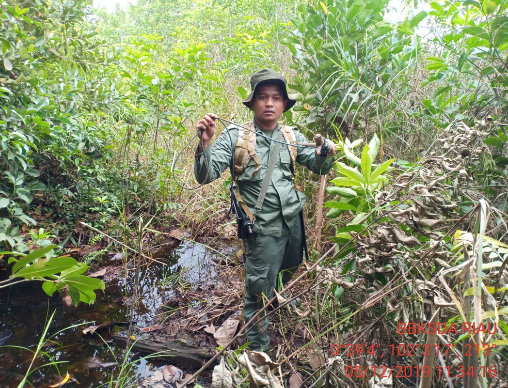 Satwa Banyak Mati, Gakkum LHK Sumatera Amankan Ratusan  Jerat Dibeberapa Titik Hutan Riau