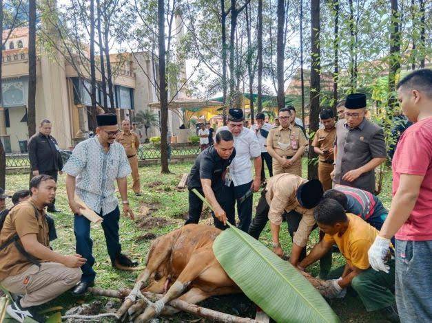 Kebutuhan Hewan Kurban di Pekanbaru Capai  9.500 Ekor