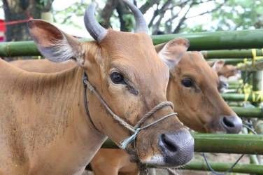 Total Hewan Korban Pemko Pekanbaru Capai 34 Ekor Sapi