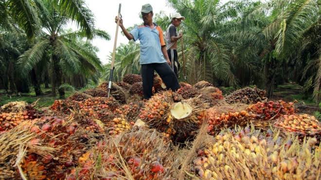Harga TBS Sawit Riau Terus Anjlok, Periode Ini Ditetapkan Rp1.639,67 per Kg