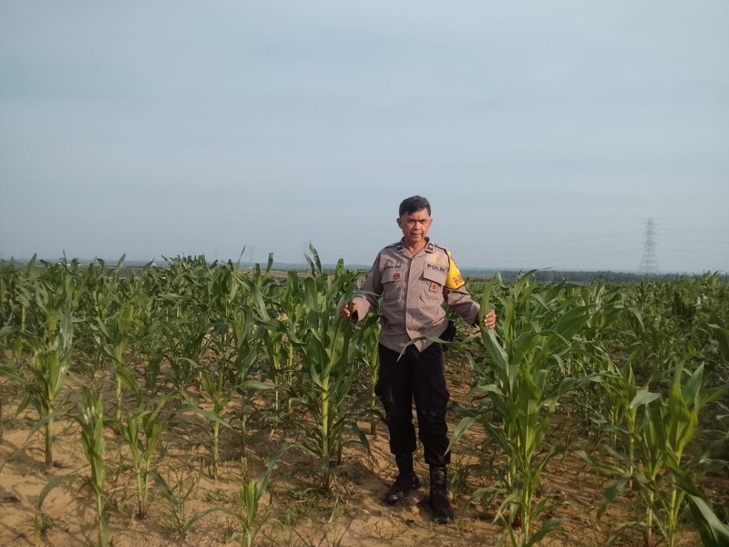 Aipda Azwan Har Dampingi Petani Semprot Pupuk di Lahan PT SIR Dukung Ketahanan Pangan