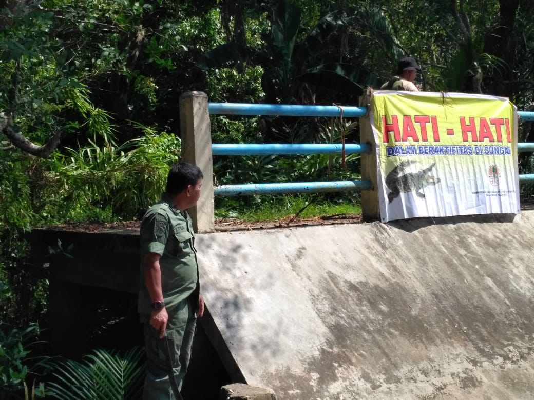 Pernah Makan Manusia, Buaya Muara Dibedah Warga 