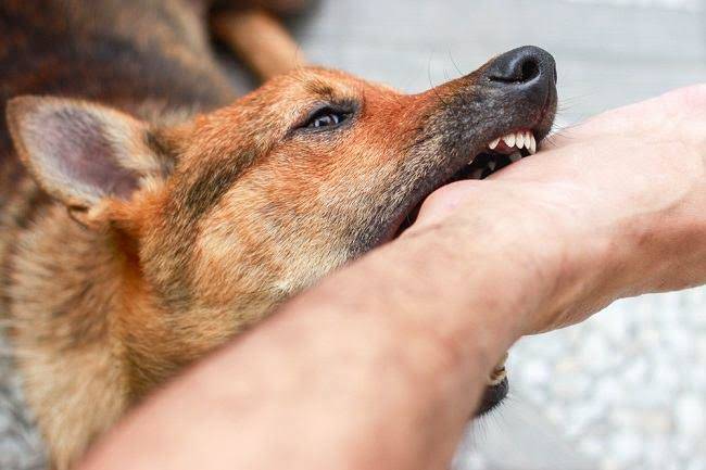 Enam Warga Pekanbaru yang Digigit Hewan Rabies Sudah Divaksinasi