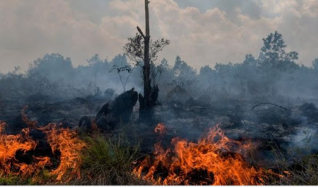 Titik Api Kembali Terdeteksi di Riau, Bengkalis Paling Banyak