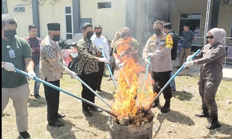 Polres Rohul Musnahkan 5,7 Kg Daun Ganja Kering Siap Edar