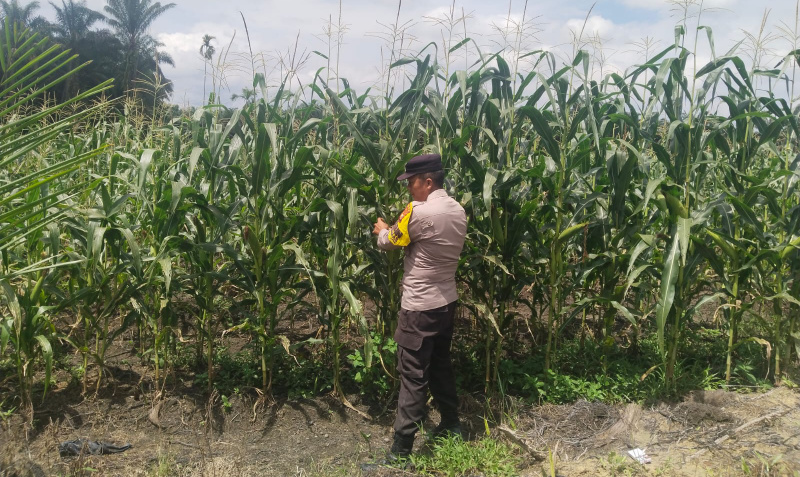 Rutin, Bhabinkamtibmas Polsek Kandis Tinjau Perkembangan Tanaman Jagung untuk Ketahanan Pangan