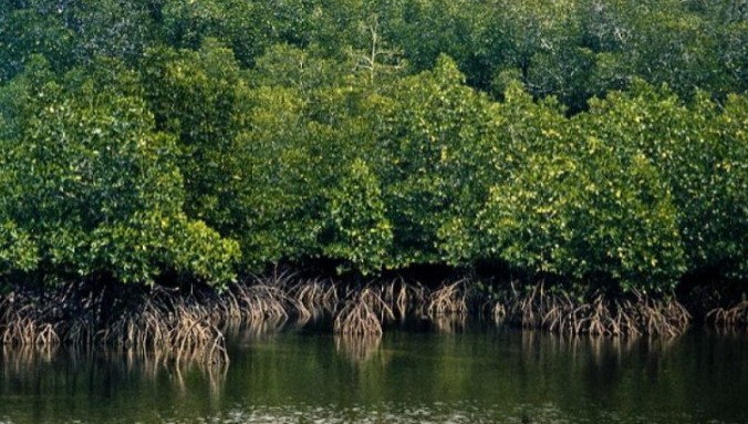 Dugaan Korupsi Alih Fungsi Hutan Mangrove, Kejati Sulbar Bidik Enam Pejabat Masuk Daftar Pemeriksaan  