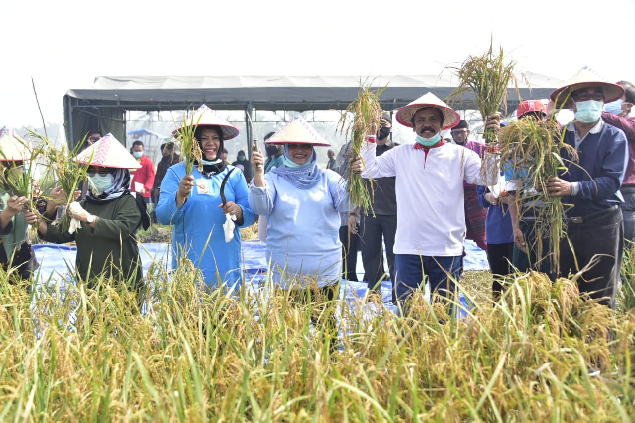 Bersama Petani, Kasmarni Syukuran Panen Padi di Duri, Ini Pesannya 