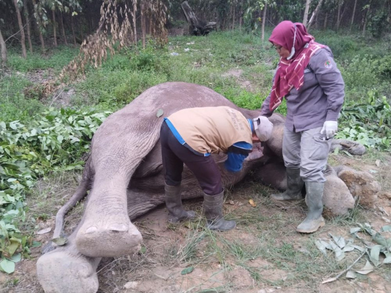 Gajah Liar Ditemukan Mati di TNTN