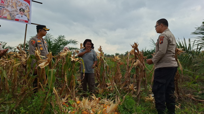 Panen Raya Jagung Polsek Kandis, Wujud Nyata Dukung Program Presiden Ketahanan Pangan