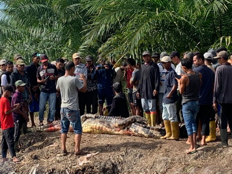 Tak Pulang ke Rumah, Pria Lansia di Rohil Ditemukan Dimangsa Buaya