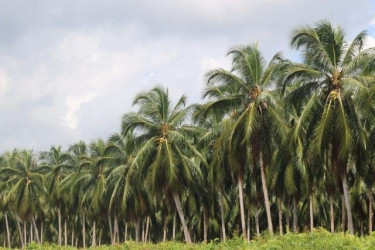 Kementan Bakal Replating 43.800 Ha Kebun Kelapa di Riau