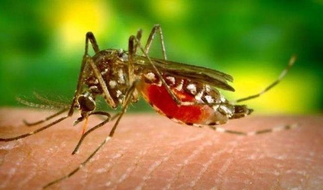 Diskes Temukan Satu Kasus Malaria di Pekanbaru
