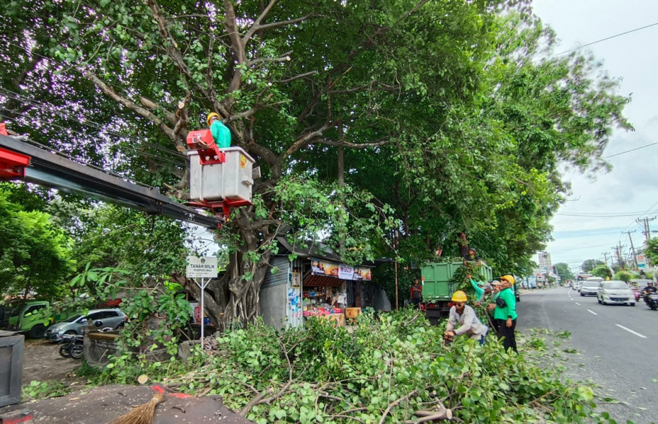 Antisipasi Pohon Tumbang, Ini yang Dilakukan DLHK Pekanbaru