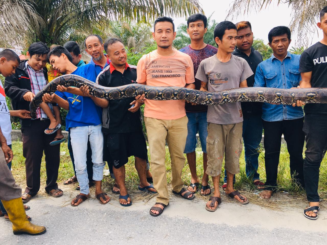 Warga Swakarya Tangkap Ular Sanca Berukuran Besar