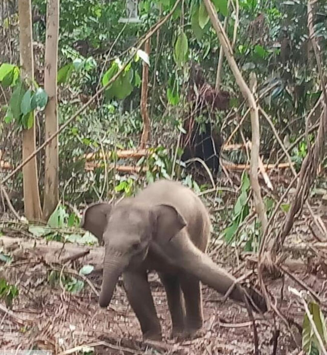 Anak Gajah Dijerat, BKSDA Minta Pemilik Konsesi Tanggung Jawab
