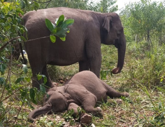 Polda Riau Turunkan Tim Usut Kematian Anak Gajah Tari di Tesso Nilo