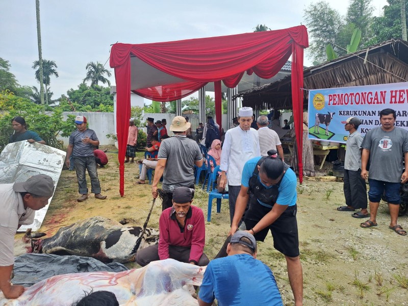 Idul Adha 1446 H/ 2025 M, KKK Kota Pekanbaru Potong 3 Ekor Sapi