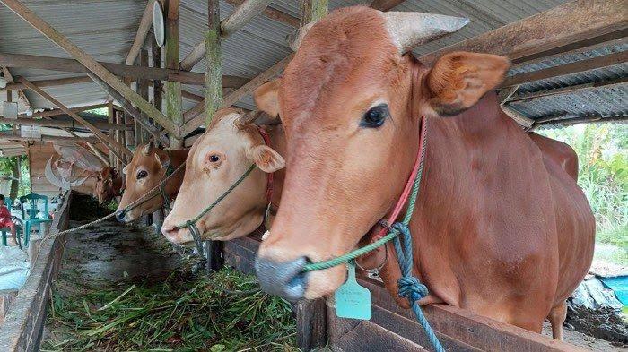 Jelang Iduladha, Kasus Sapi Ngorok di Riau masih Aman
