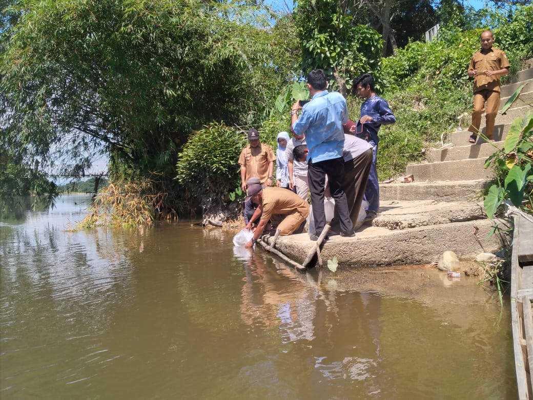 Dinas Perikanan Kampar Tebar 100 ribu Bibit Ikan Baung di Sungai Subayang Kuntu