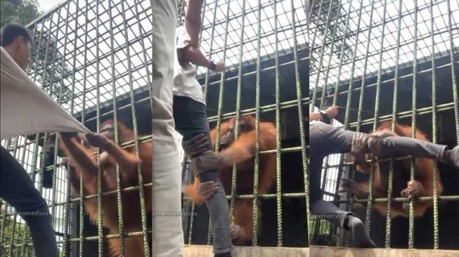 Pria yang Ditarik Orangutan di Kesang Kulim Zoo Minta Maaf, Ternyata Masuk Pagar Tanpa Izin